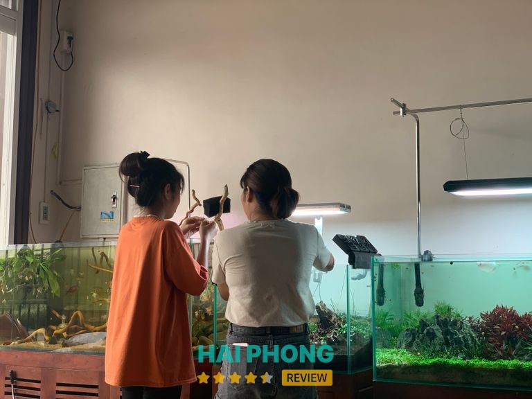 Bể cá Thủy sinh Archi Hải Dương - hình ảnh thực tế 2
