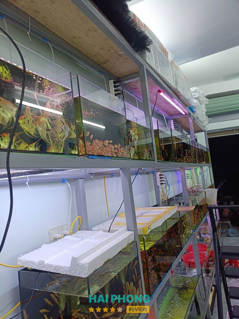 Cá Cảnh Hải Dương - hình ảnh thực tế 2