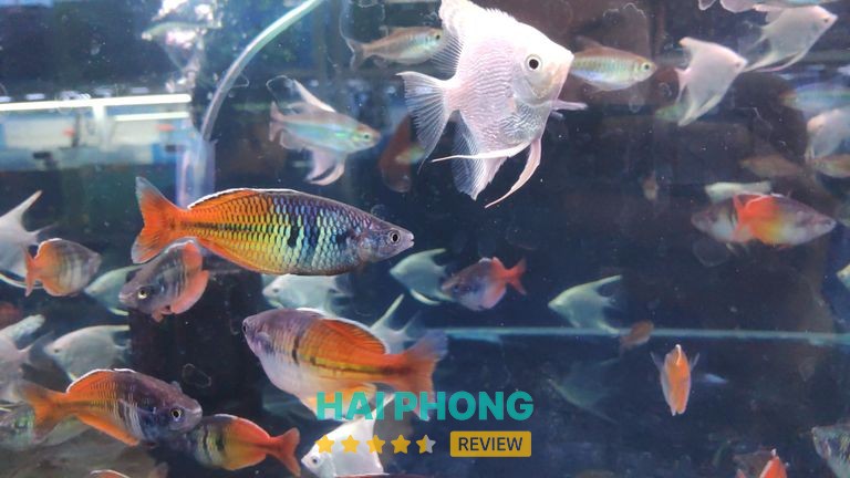 Cá Cảnh Dũng Sơn - hình ảnh thực tế 2
