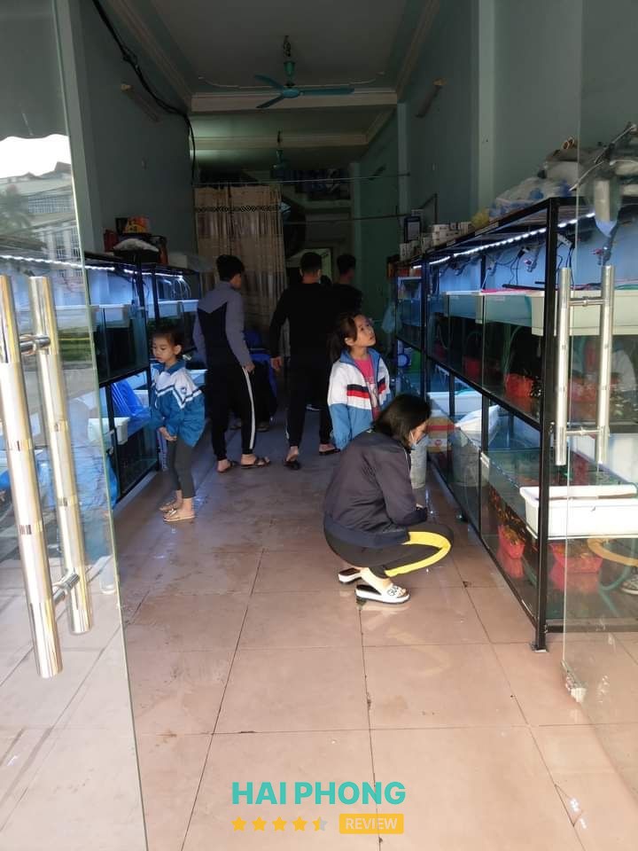 Cá Cảnh Dũng Sơn - hình ảnh thực tế 3
