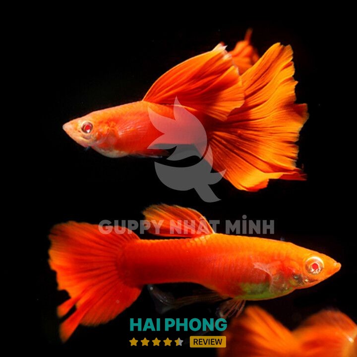Cá 7 Màu Hải Dương - hình ảnh thực tế 1