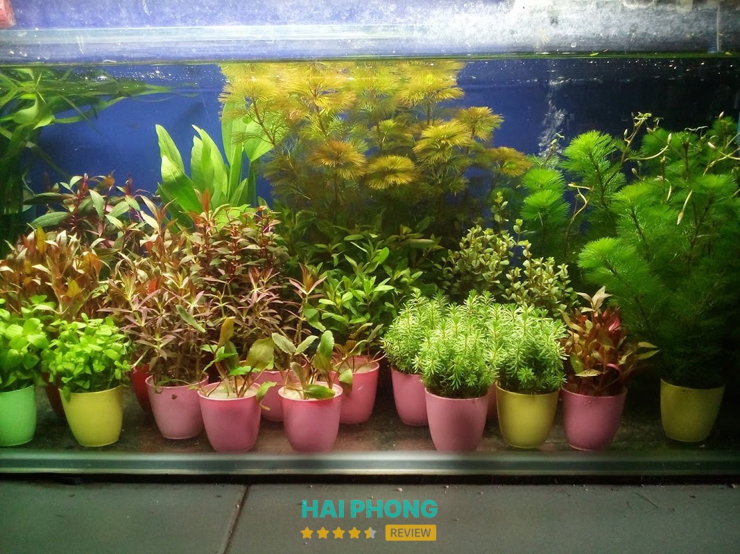 Cá Cảnh Hiền Phương – hình ảnh 2