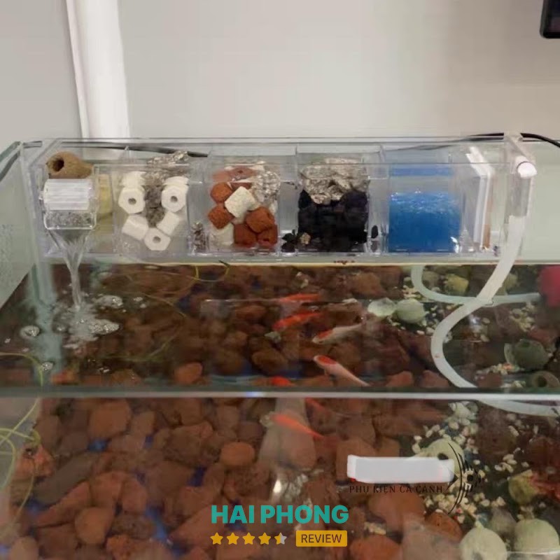Cá Cảnh Hiền Phương – hình ảnh 3