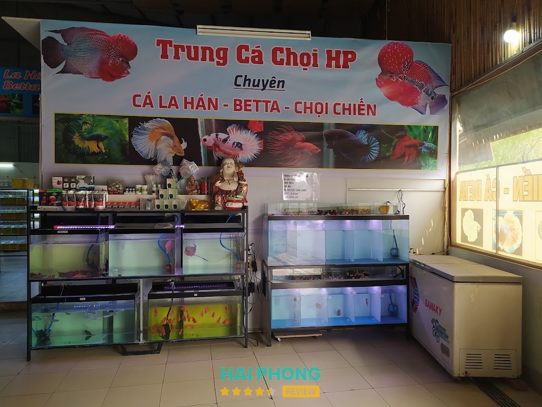 Duy Trung cá cảnh – hình ảnh 2