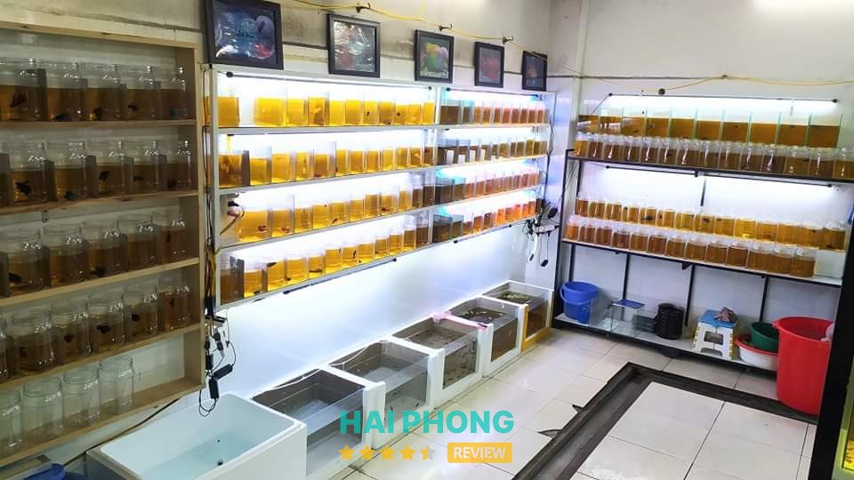 Duy Trung cá cảnh – hình ảnh 3