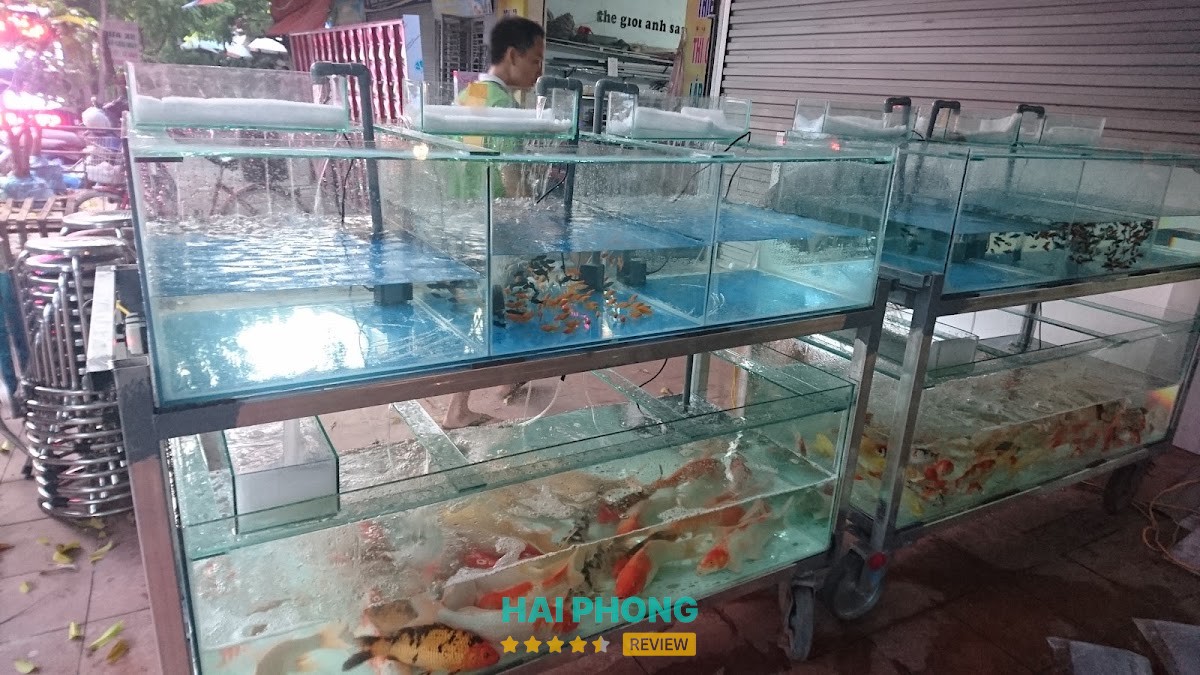 Cá Cảnh Hải Phòng An Dương