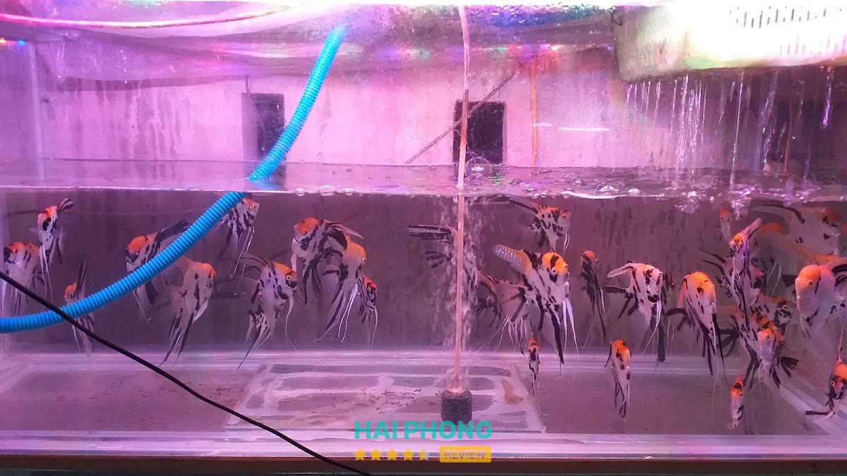 Cá Cảnh Hải Phòng – hình ảnh 3