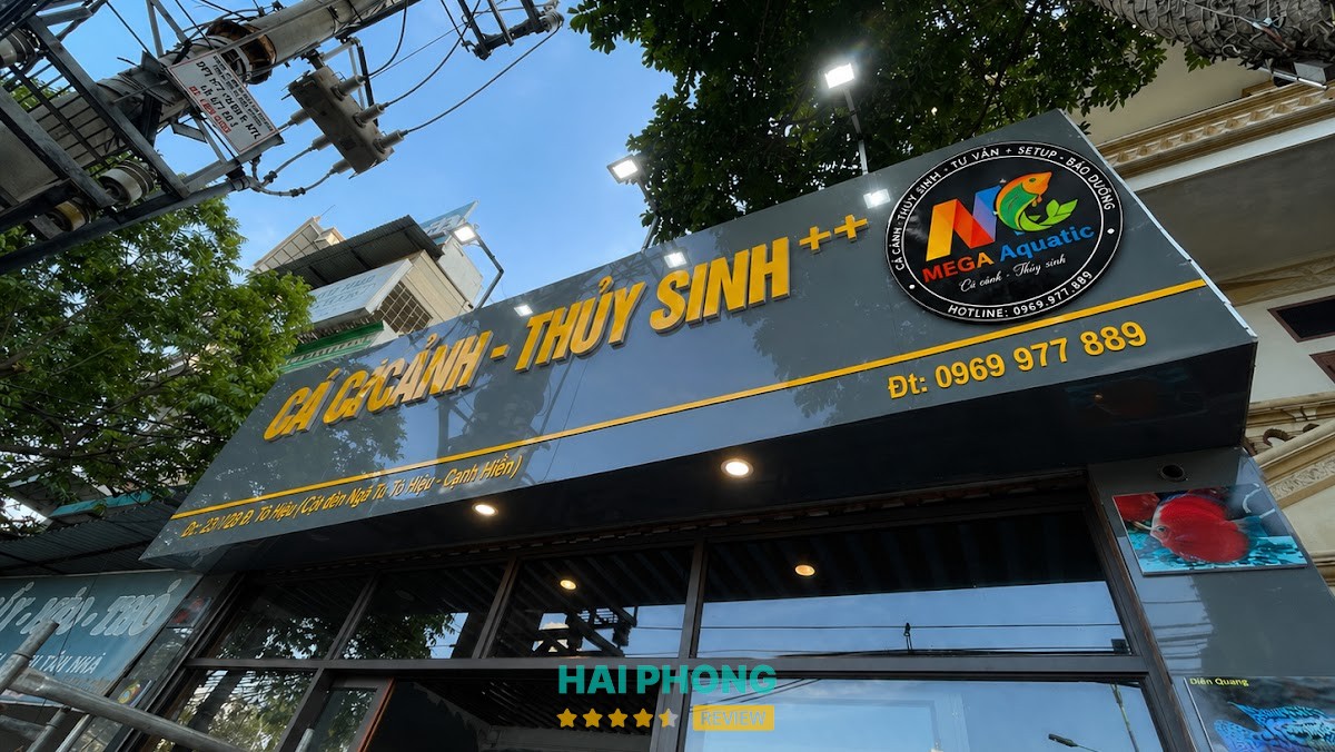 Tiệm Cá Cảnh - Thuỷ sinh ++ Lê Thanh Nghị