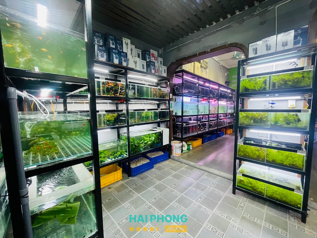 Tiệm Cá Cảnh - Thuỷ sinh ++ – hình ảnh 3