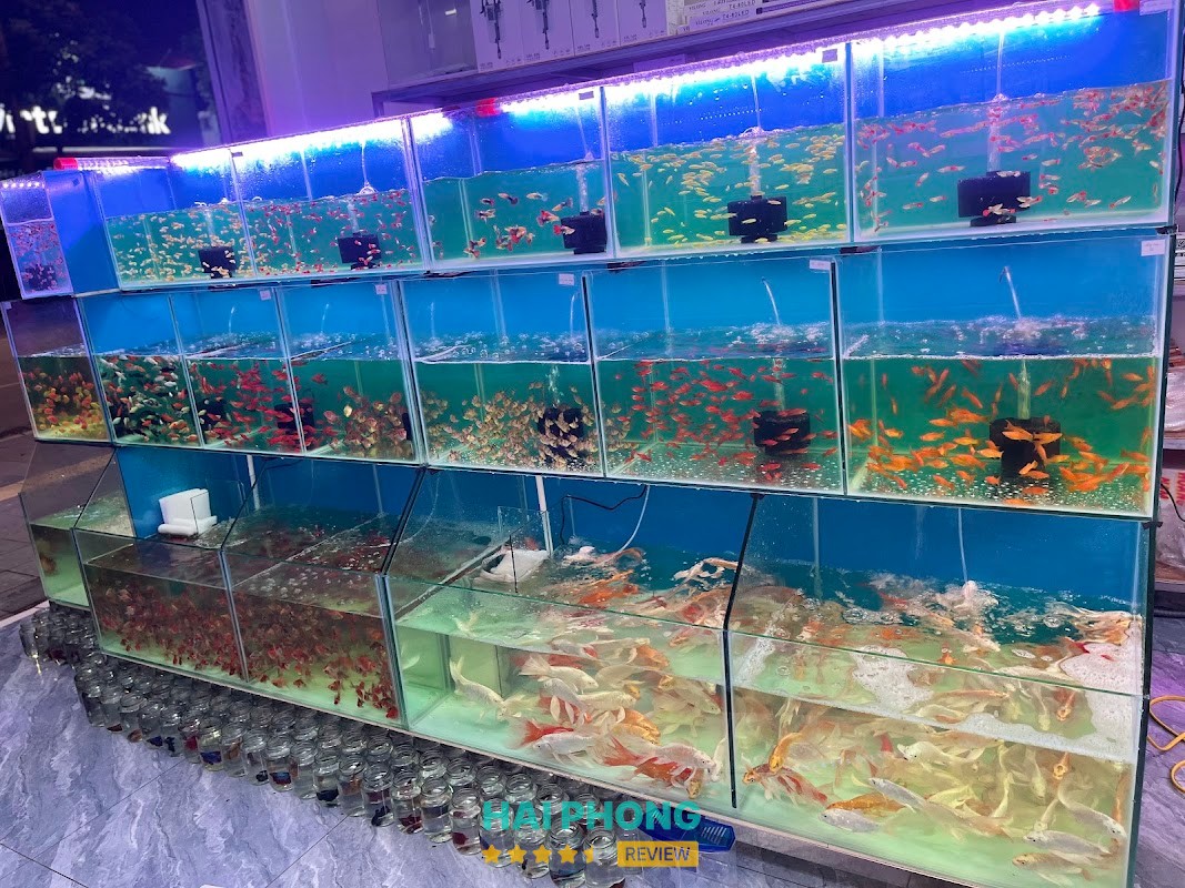 Cá Cảnh Hải Dương – hình ảnh 2