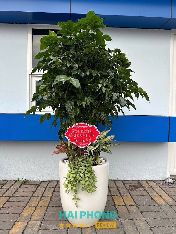 Cây cảnh Hải Phòng – hình ảnh 2