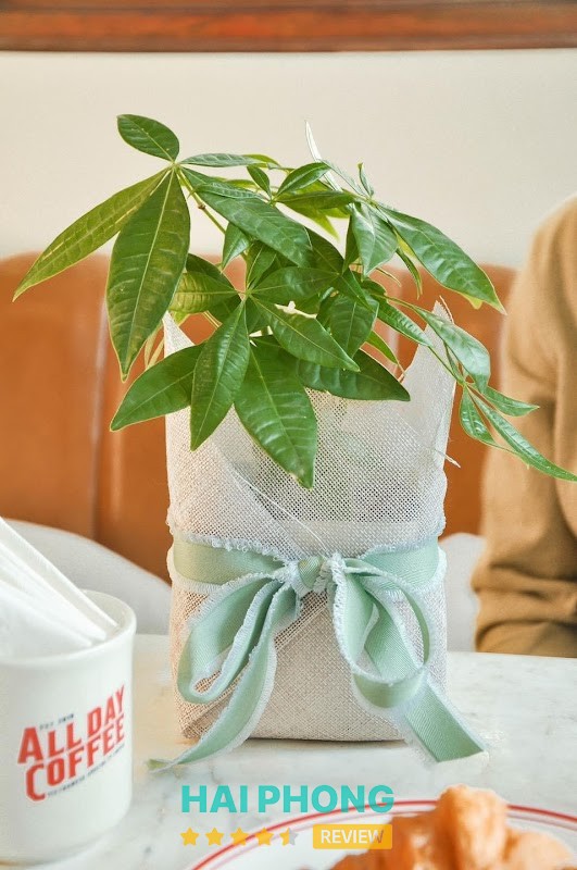 Cây Cảnh 3 miền Hải Phòng