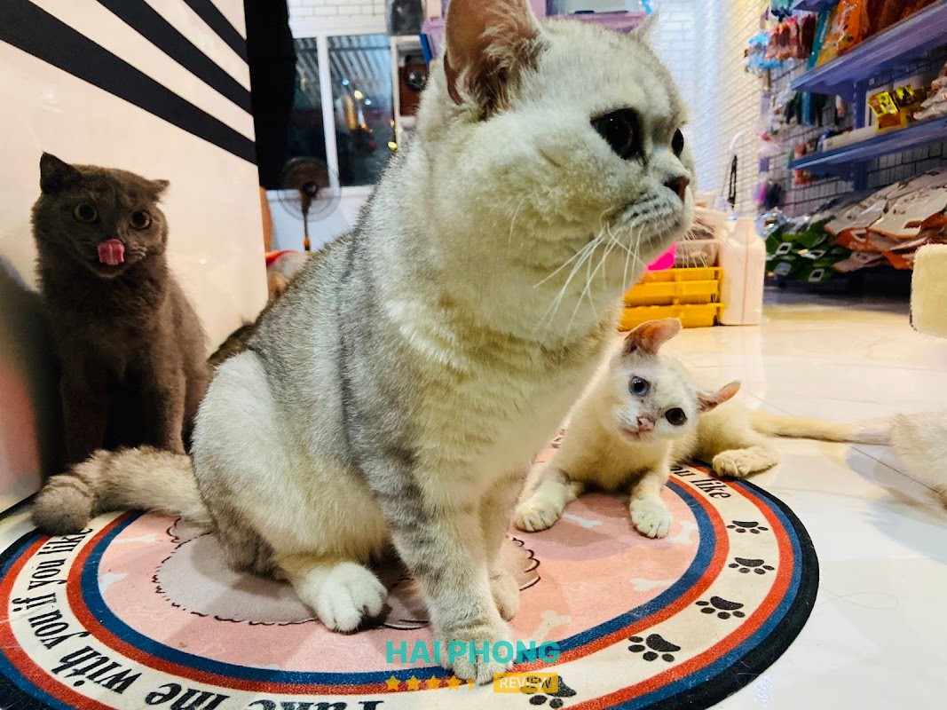 Meow Pet Cơ Sở 2 Hải Phòng