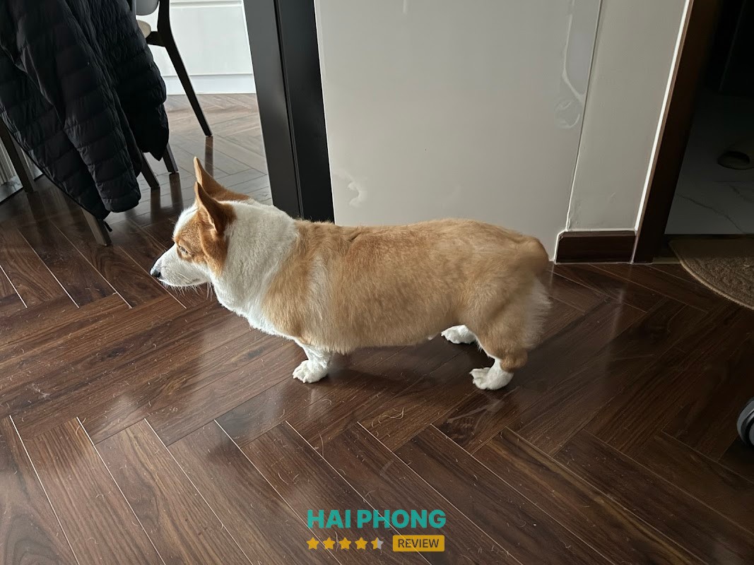 Tiệm thú cưng Hachiko Lê Chân - hình ảnh 1