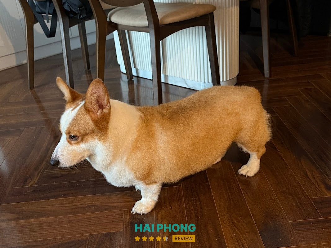 Tiệm thú cưng Hachiko Lê Chân - hình ảnh 2
