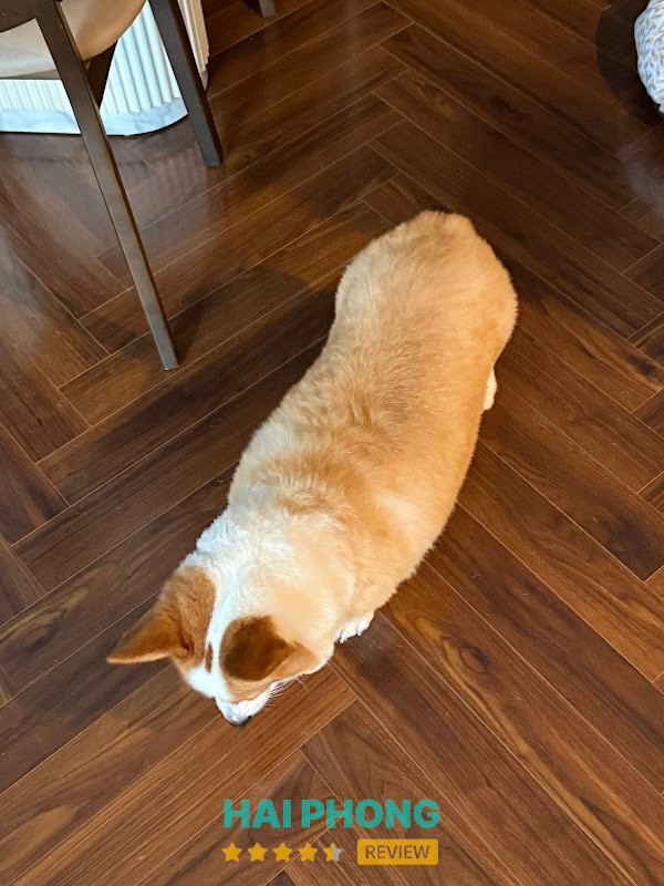 Tiệm thú cưng Hachiko Lê Chân - hình ảnh 3