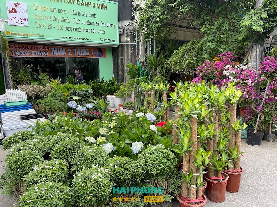 CÔNG TY TNHH NGHỆ THUẬT CÂY CẢNH 3 MIỀN