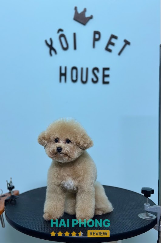 Xôi Pet Care - chăm sóc thú cưng Hải Phòng