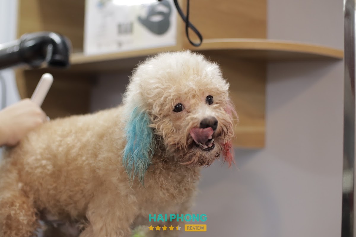 Beem Pet Shop Hải Phòng