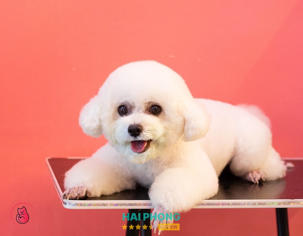 Peaky Pet Shop - Shop Thú Cưng Hải Phòng – hình ảnh 3