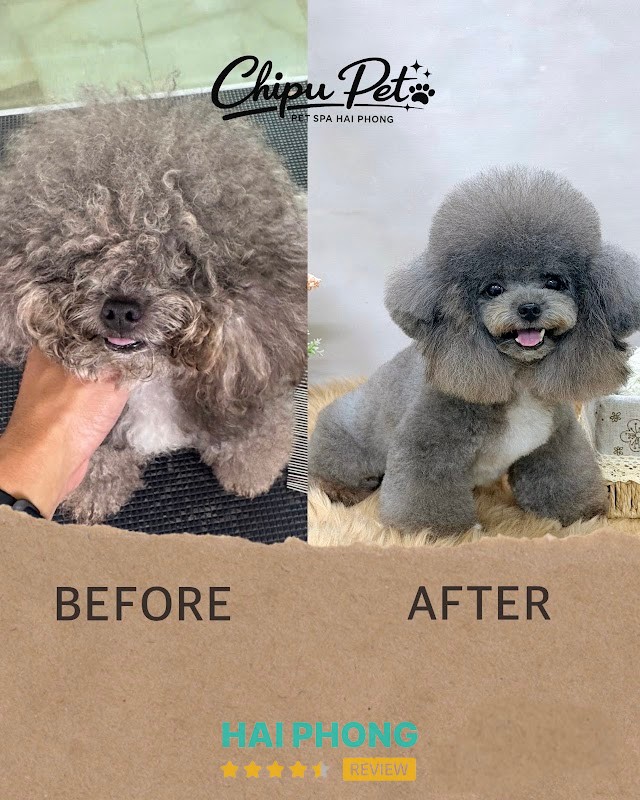 Chipu Pet - Dịch vụ chăm sóc thú cưng Hải Phòng – hình ảnh 2