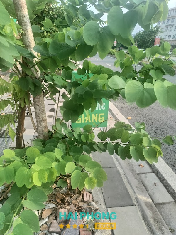 Hình ảnh Nhà Thuốc Giang