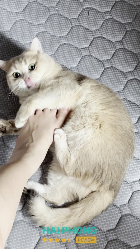 Xôi Pet Care - hình ảnh 2