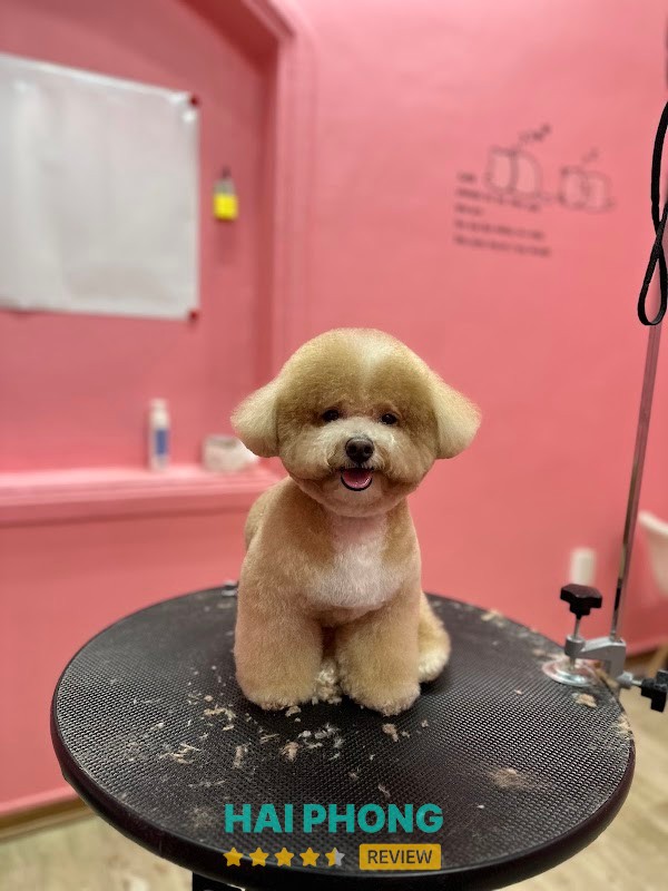 Xôi Pet Care - hình ảnh 3