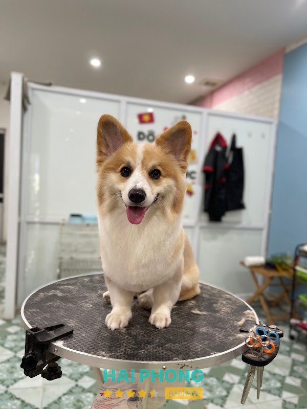 Lovepet spa thú cưng Hải Phòng
