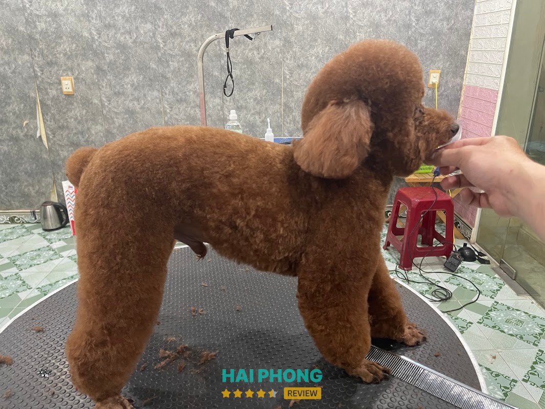 Lovepet - hình ảnh 2