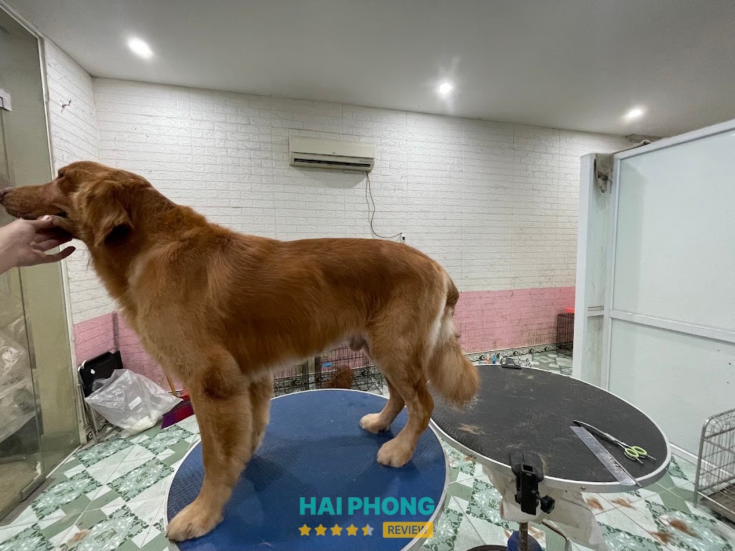 Lovepet - hình ảnh 3