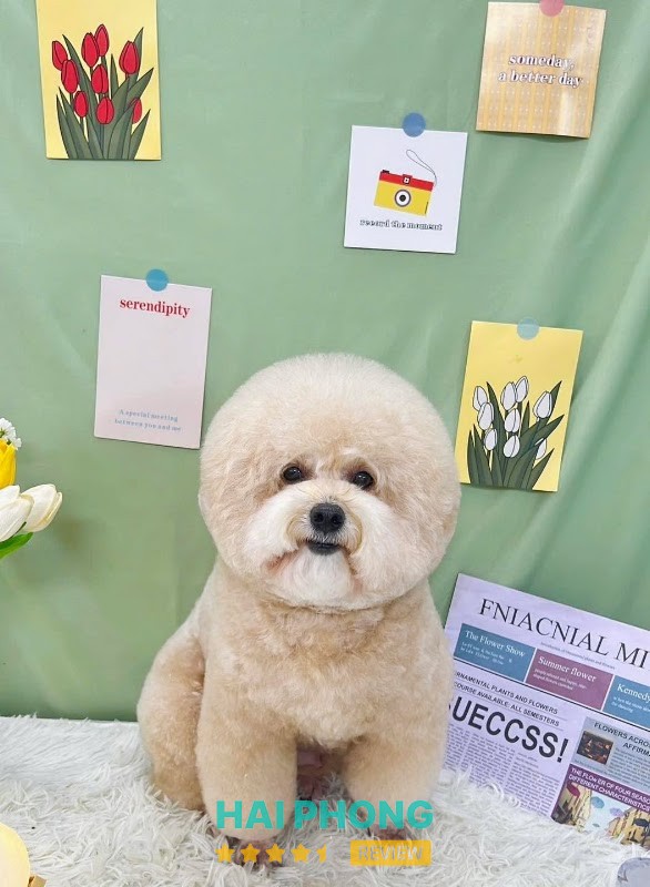 Chipu Pet - hình ảnh 3