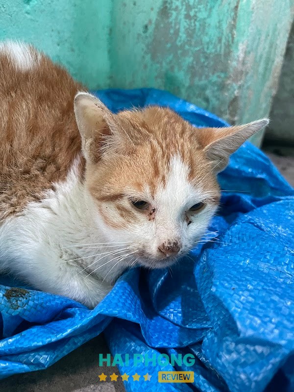 Phòng Khám Thú Y HaiD Pet Hải Dương - ảnh 2
