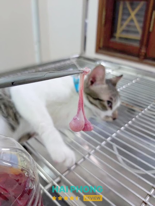 Phòng khám thú y Vincent Pet Hải Dương - ảnh 3
