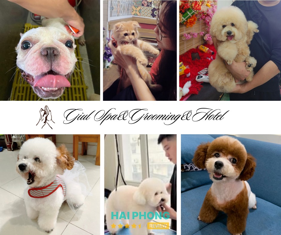 Bệnh Viện Thú Y GIUL – hình ảnh 2