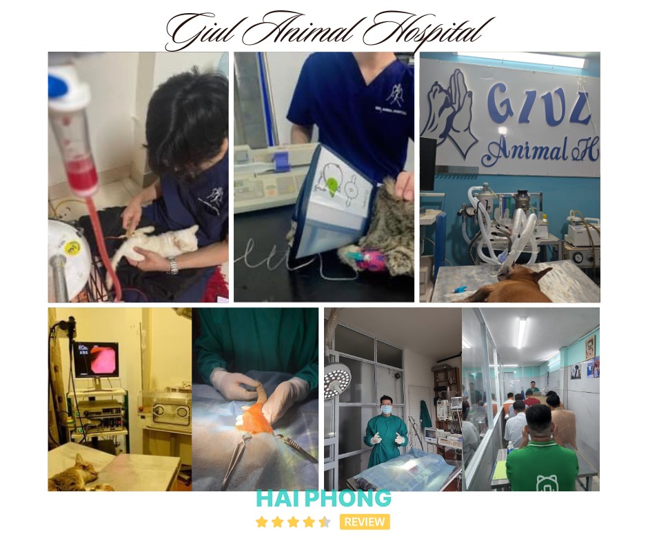 Bệnh Viện Thú Y GIUL – hình ảnh 3