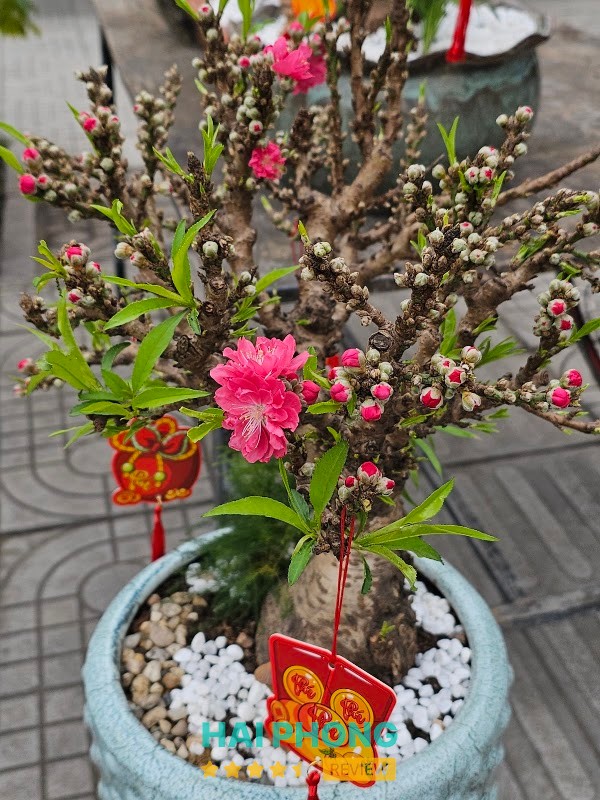 Phở Bò Nam Định Xuân Phóng – hình ảnh 2
