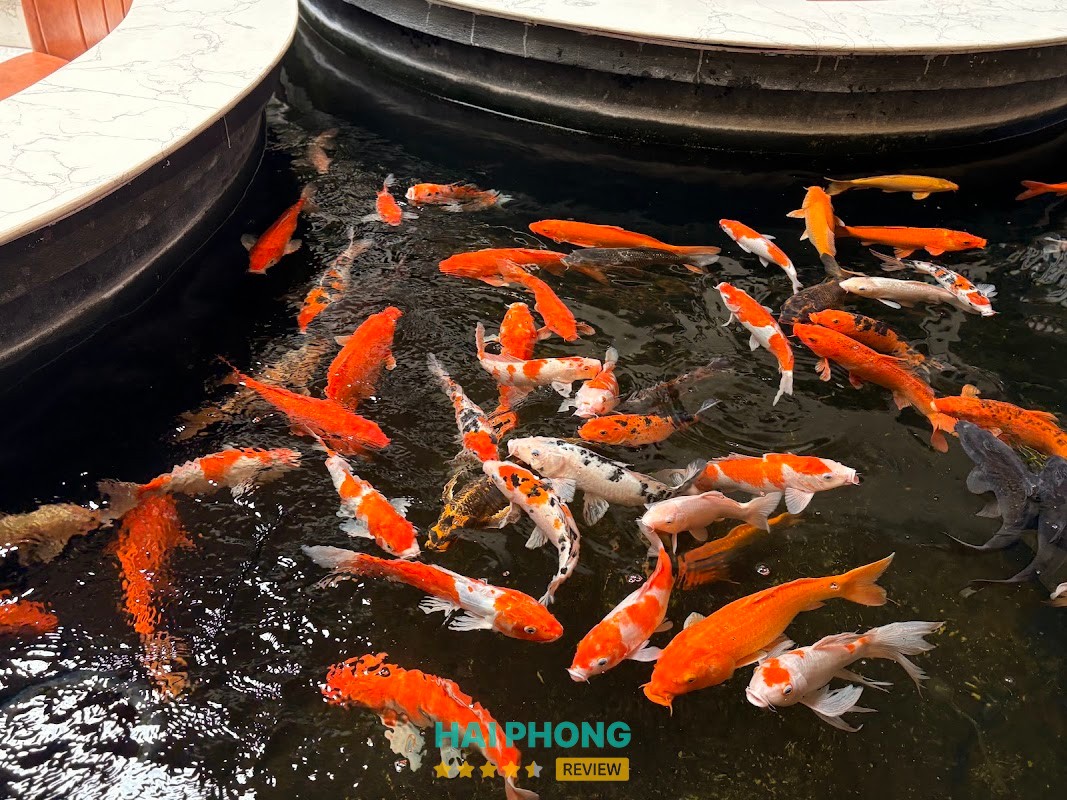 Cafe KOI - hồ cá và cây xanh