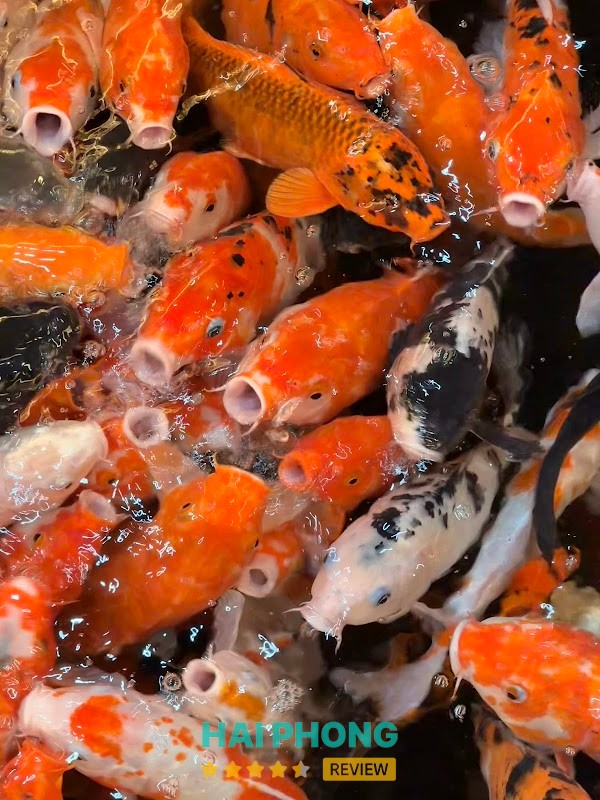 The KoI Coffee - không gian gia đình