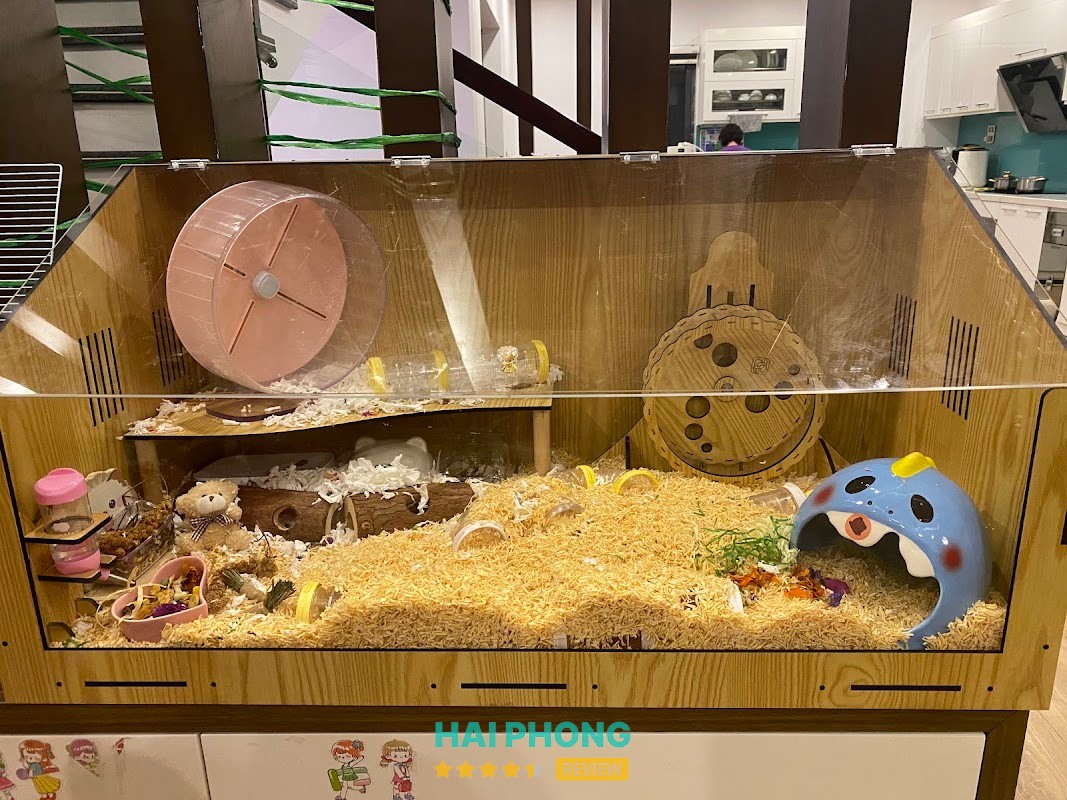 Home Pet's - Chuột Hamster Hải Phòng – shop bán phụ kiện cho thú cưng ở Hải Phòng