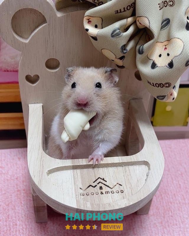 Home Pet's - Chuột Hamster Hải Phòng – shop bán phụ kiện cho thú cưng ở Hải Phòng – hình ảnh 2