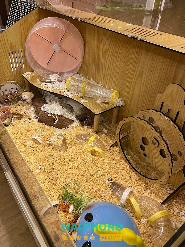 Home Pet's - Chuột Hamster Hải Phòng – shop bán phụ kiện cho thú cưng ở Hải Phòng – hình ảnh 3