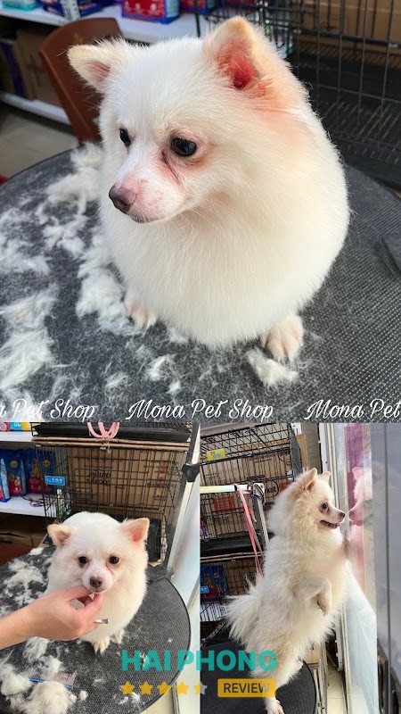 Mona Pet Shop - hình ảnh 2