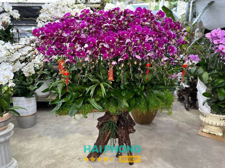 Hình ảnh hoa tươi Tường Vi Flower