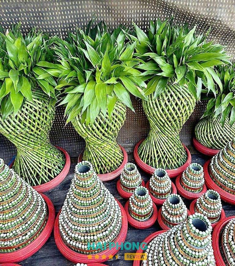 Hình ảnh hoa cây cảnh Vũ Loan tại Trường Chinh