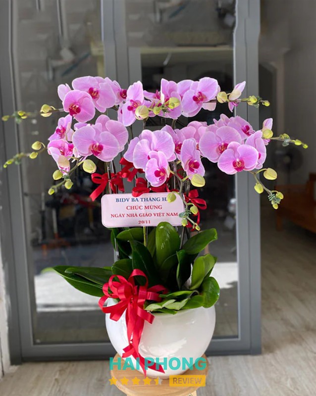 Hoa Lan Hồ Điệp Ngô Quyền TP Hải Phòng - Siin Store – hình ảnh 2
