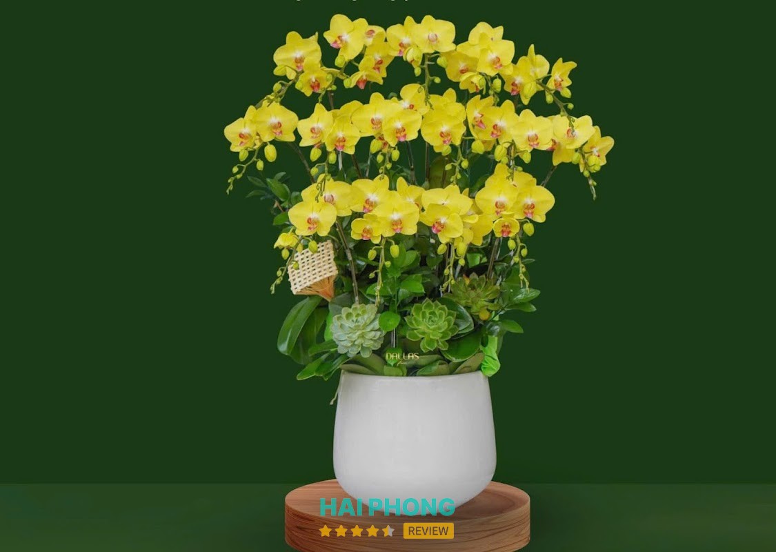 Hoa Lan Hồ Điệp TP Thủy Nguyên - Siin Store – hình ảnh 3