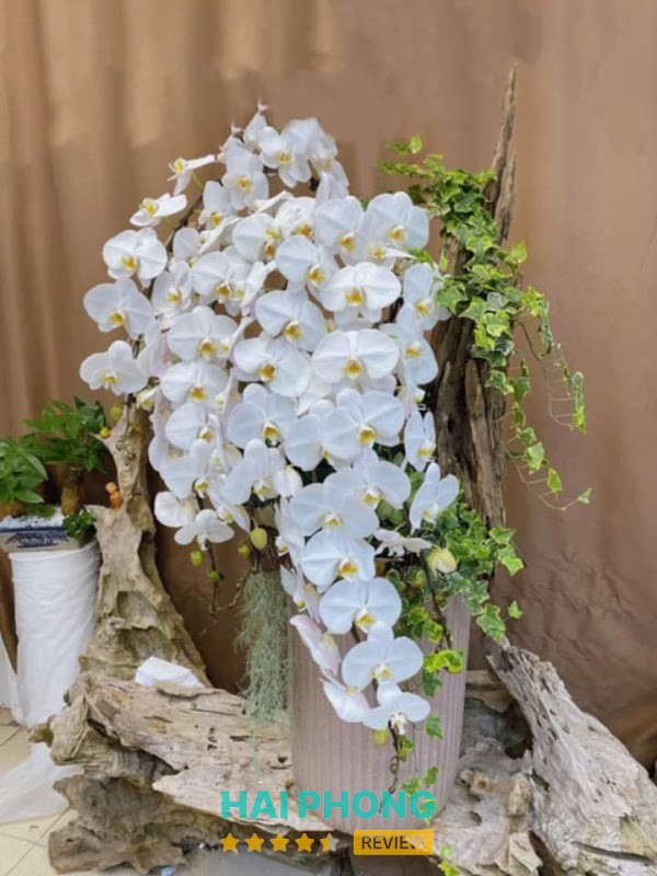 Vườn Lan Hồ Điệp Ch Hải Dương Orchid – hình ảnh 1