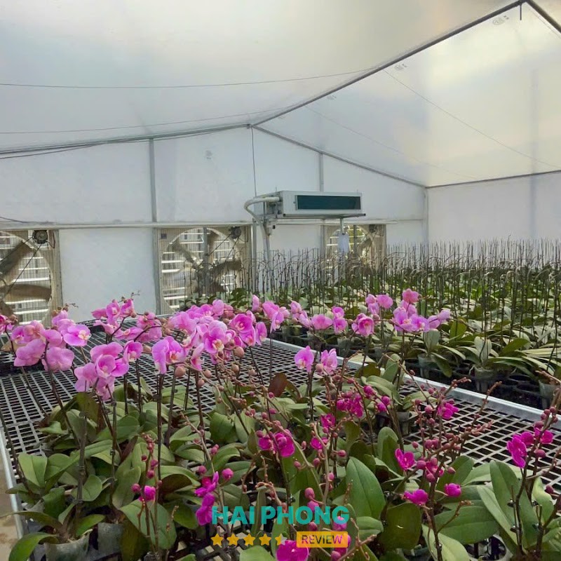 Vườn Lan Hồ Điệp Ch Hải Dương Orchid – hình ảnh 2