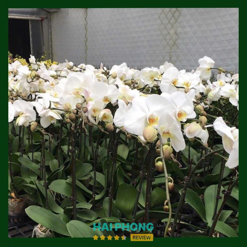 Vườn Lan Hồ Điệp Ch Hải Dương Orchid – hình ảnh 3